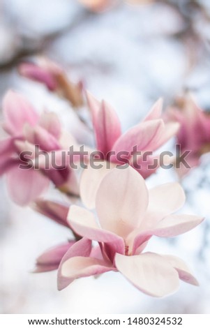 Pink and white magnolia blossoms