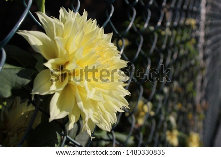 picture of flower close up 