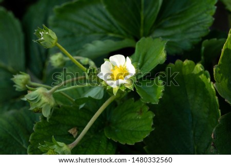 Strawberry fruit blossom and leaves.