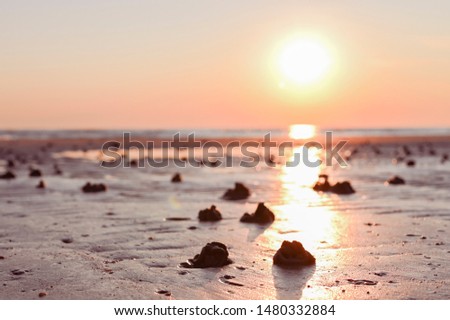 Footprints in the sand from hermit crab after a storm. Sea and sand beeg at sunset. Sunlight and promenade. Free space for text
