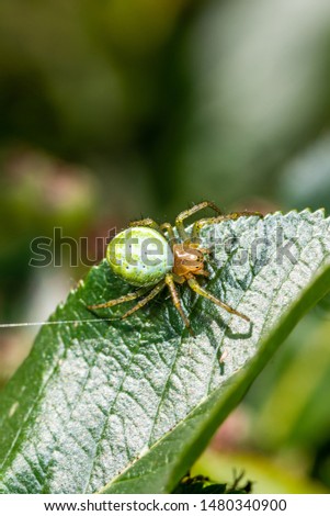 Vertical photo with nice spider. Spider is perched on green leaves. Spider has green body with orange head and with few dots. The black eyes are visible.