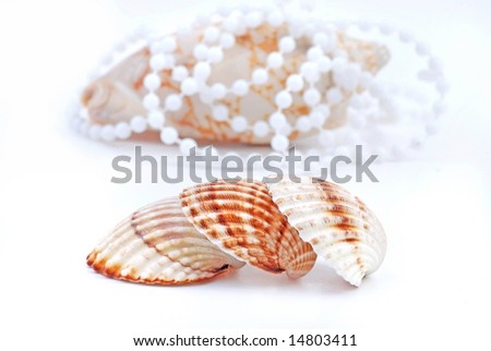seashell and pearls on white background