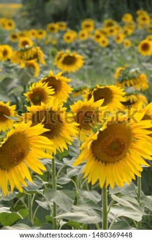 field with sunflowers close up
