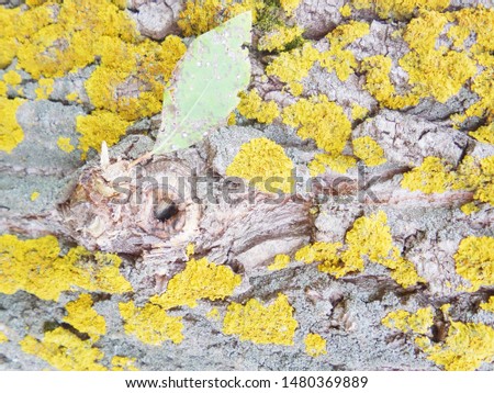 Yellow lichen on bark of tree. Tree trunk affected by lichen. Moss on tree branch. Textured wood surface with lichens colony. Fungus ecosystem on trees bark. Common orange lichen. Soft focus.