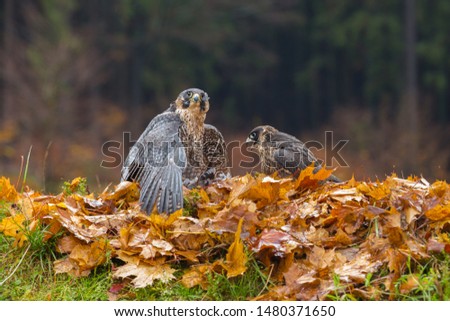 two peregrine falcons perched in rain 
 in autumn leaves with prey 
