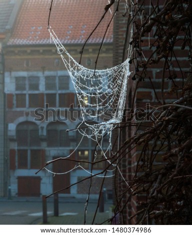 spiderweb with old architecture in the background