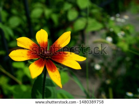 Yellow flower on a dark background                               