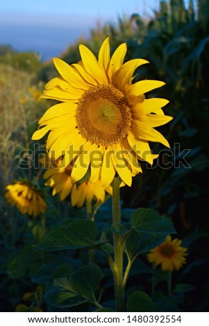 Close-up photo of sunflower flower on farm field, with blue sky and white clouds in background, on a bright summer day.