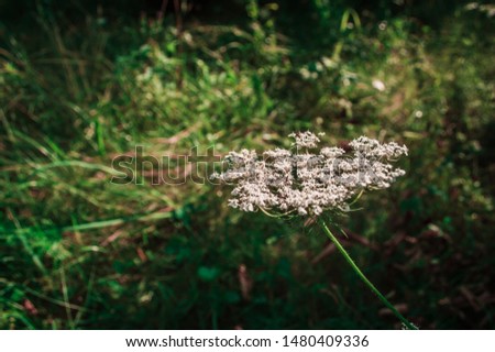 Flower of wild carrot close-up on green field with bokeh.