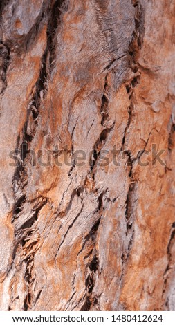 Closeup photo of a big tree trunk
