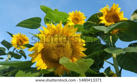 Summer day, Sunflowers plants blooming ageings the blue sky. 