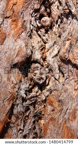 Closeup photo of a big tree trunk
