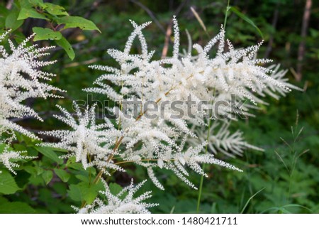 Aruncus dioicus growing in the wild, picture taken in Sweden, region Dalarna Royalty-Free Stock Photo #1480421711