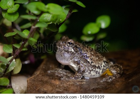Gray tree frog making a lot of noise