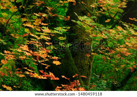 a picture of an exterior Pacific Northwest forest with Big leaf maple trees