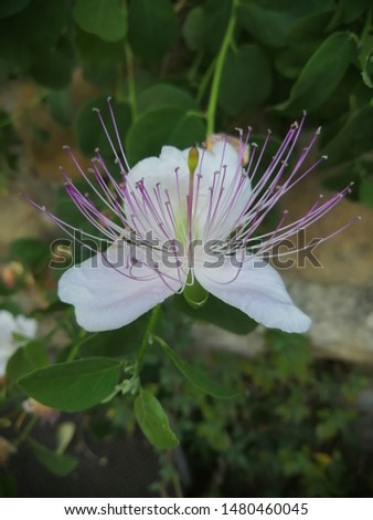 Wild caper flower with white petals and lilac pistils on a branch with green leaves, vertical closeup with focus on foreground and green leaves and  arstic brick and stone wall on the background. 