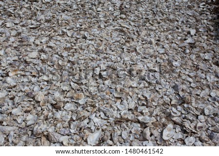 a picture of an exterior Pacific Northwest beach shoreline with Clam shells