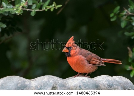 Male Northern Cardinal (Cardinalis cardinalis) perched on a bird bath