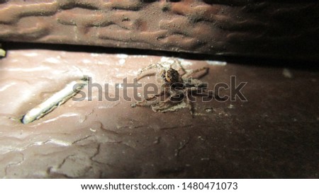 Tiny spiders crawling and hanging around