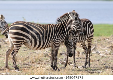 Portrait of Zebra