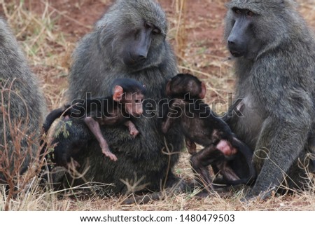 Amazing  Family of Baboons with Newborn. Shows Harmony and Love. Tanzania, Africa