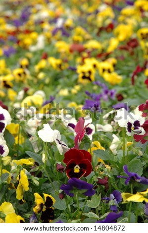 Field of mixed color pansies