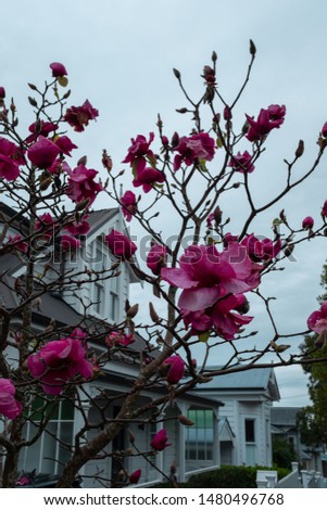 flowers blooming in winter in Auckland 