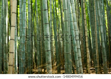 The famous bamboo park in Kyoto, Japan.