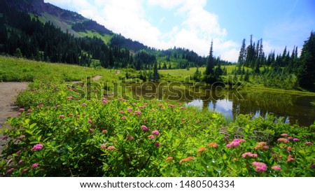 Summer wildflower season at Mt. Rainier National Park, at Naches Peak Loop Trail in Washington, USA. August 11, 2019.