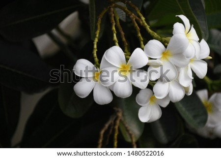 Evergreen Frangipani or temple tree or Temple tree or Pagoda tree flowers  