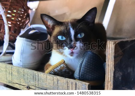 Brown cat, white, blue eyes lying in a pile of clothes and shoes, very cute.