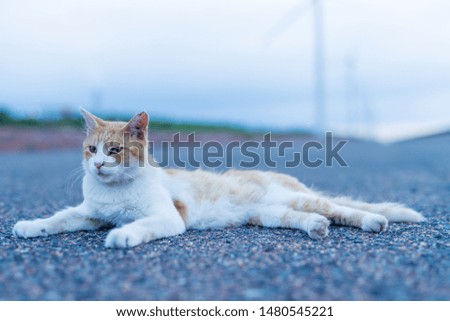 Funny stray cat posing in the park