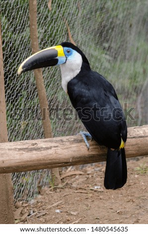 Red-billed Toucan sitting on a branch