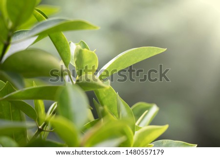 Morning light in nature and green leaves