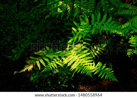 a picture of an exterior Pacific Northwest forest with Deer ferns