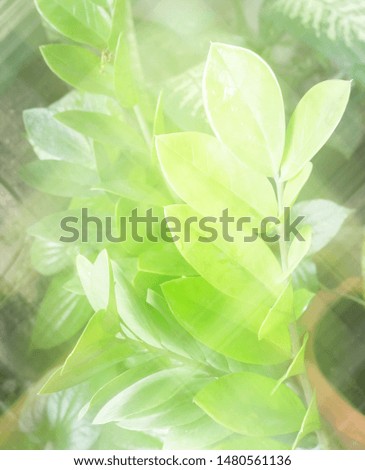 sparkling green leaf on greenery background