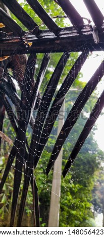 spider web picture taken at chikmaglur, Karnataka