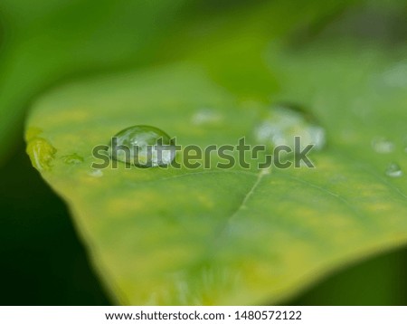 Beautiful water balance on leaf Natural green background. .