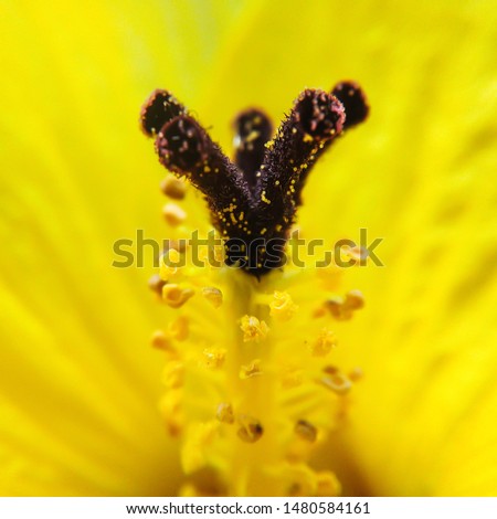 Macro Photography Yellow Flower Photo Stock Image Background