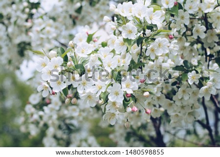 White flowers with tree, Good morning images,Fresh white flowers are most closely associated with purity and innocence. The delicate white blossoms represent honesty, purity, and perfection. 