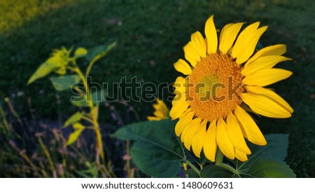 Closeup of sunflower in the morning sun
