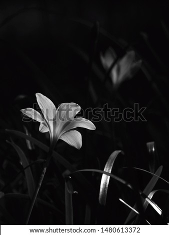 Rain Lily ( Zephyranthes grandiflora ) flower - black and white tone