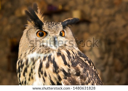 The cute eurasian eagle owl