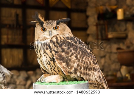 The cute eurasian eagle owl