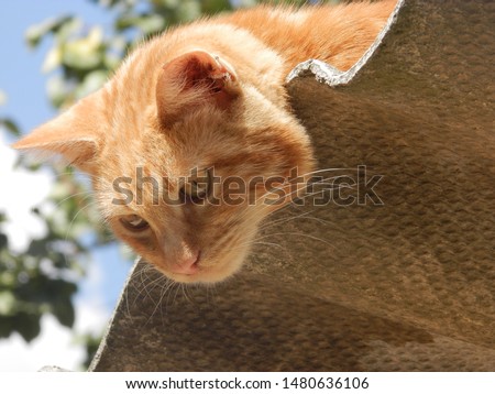 Red cat sits on the roof and looks down. Royalty-Free Stock Photo #1480636106