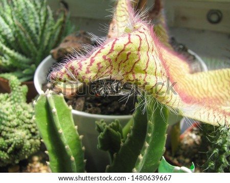 The fly is located on the flower of the plant Stapelia gigantea, an insect bait, detail