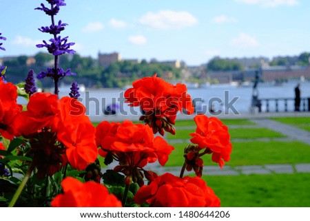 Flowers in Stockholm city hall