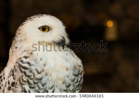 The cute bird snowy owl