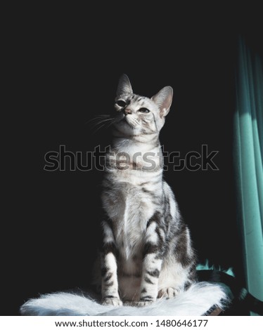 American Shorthair is sitting in the sun.
