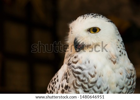 The cute bird snowy owl